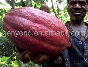 Complete Cocoa Bean Processing/cocoa Butter Processing Line