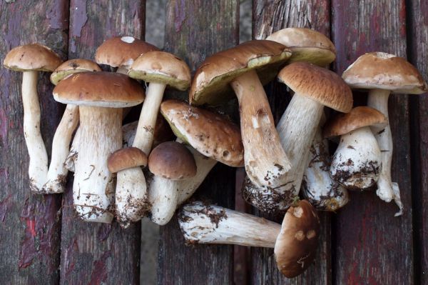Mushrooms may help you fight off aging