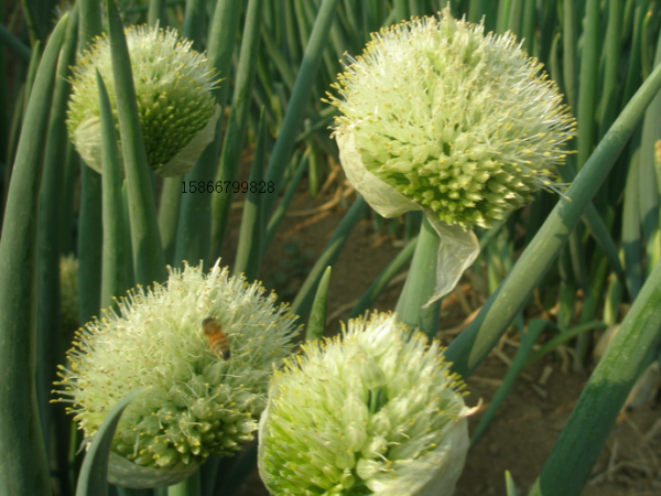 Zhangqiushilianguandacongliangzhongxiaoshoubu company overview - view 2