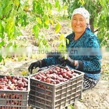 Xinjiang Datang In Western Region Agriculture Ecological Technology Co., Ltd. company overview - view 3