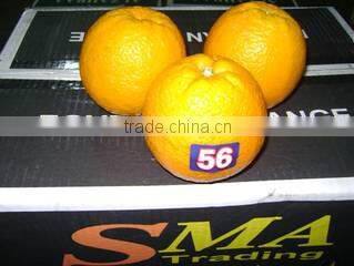 Sma Trading For Import And Export And Commercial Agencies company overview - view 2