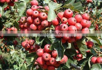 hawthorn/fruit/ tomato/ pineapple paste /juice / can/ jam machine with factory price