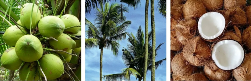 NFC Coconut Water Production Line
