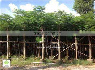 Royal Gardening Nursery Guangzhou company overview - view 3