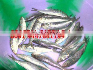 Coastal Catch Exim company overview - view 1