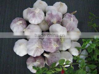 Jining Greenfarm Import And Export Co., Ltd. company overview - view 1