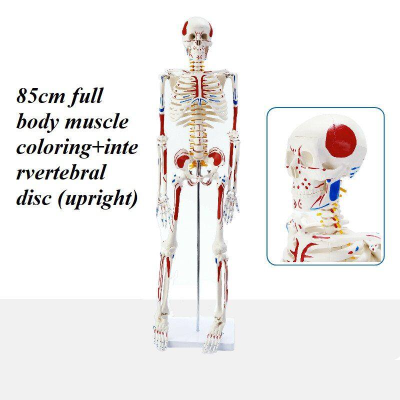 85cm全身肌肉着色+椎间盘(立式)230元.jpg