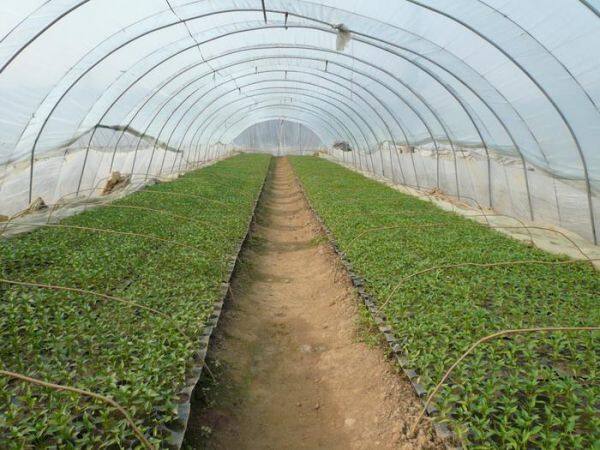 LANDON Seed Trays company overview - view 2