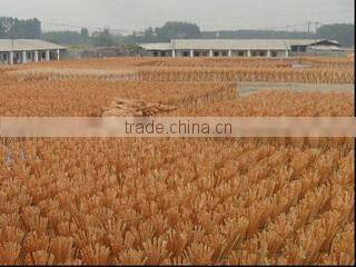 Guangxi Nanning Mailan Import & Export Co., Ltd. company overview - view 2
