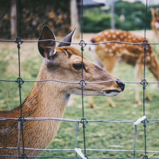deer deterrent fence
