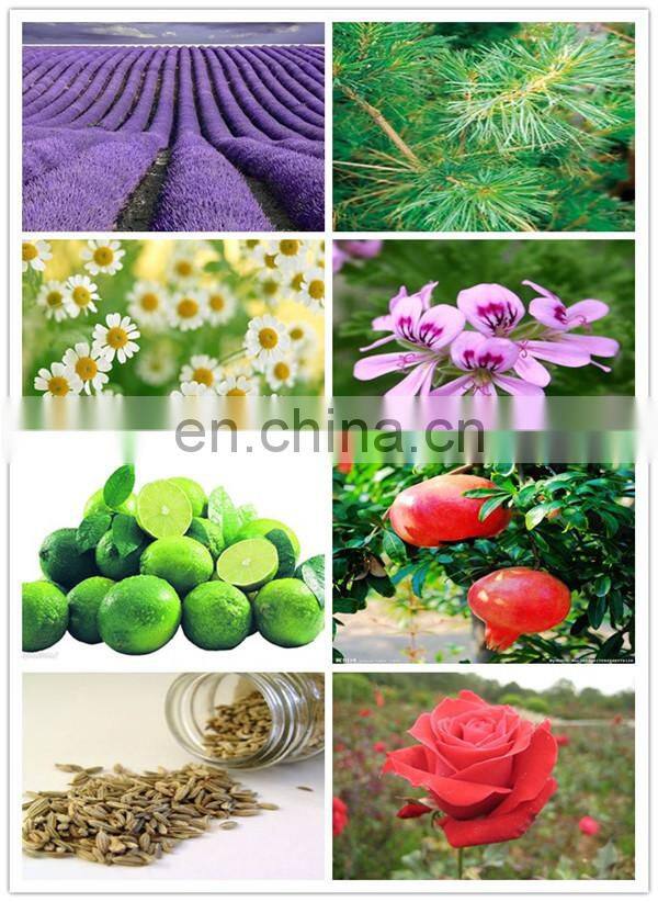 high efficient cumin/angled bittersweet/ chili/ suaeda glauca/burdock seed oil extractor