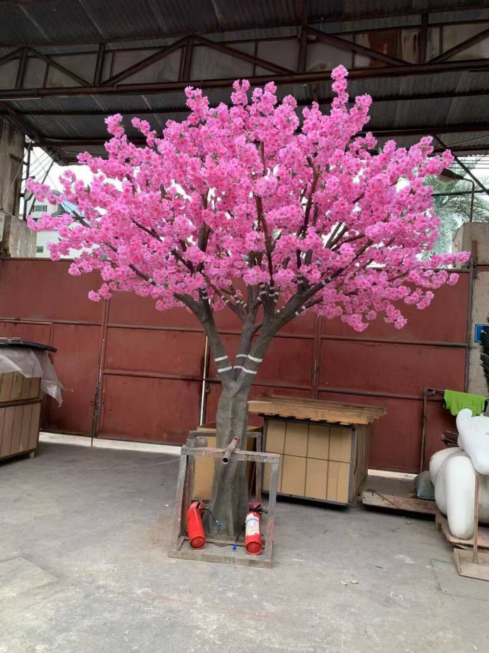 樱花树-cherry (1).jpg