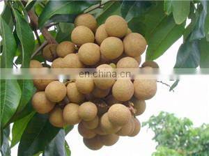 Date palm sorting and cleaning machine/sorting system