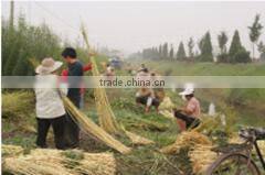 Huoqiu County Shou Shang Wickerwork Handicraft Co., Ltd. company overview - view 1