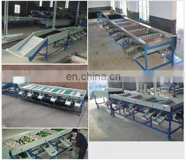 full Industrial orange washing and sorting machines