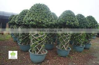 Royal Gardening Nursery Guangzhou company overview - view 2