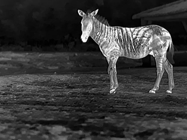 Night Vision Heroes Safeguarding Wildlife via Thermal Imagers