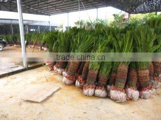 Foshan Greenworld Nursery Co., Ltd. company overview - view 3