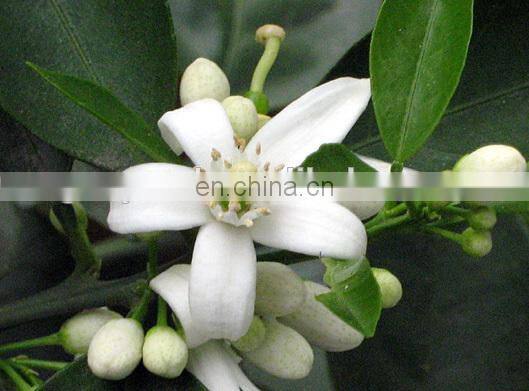 Essential Oil Supplier / Manufacturer /Exporter of Coriander Oil extraction machine