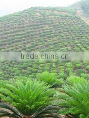 Foshan Greenworld Nursery Co., Ltd. company overview - view 1