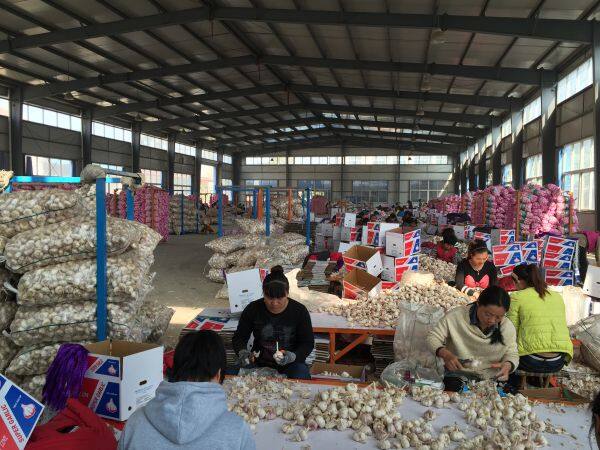 Pioneer Garlic Group company overview - view 4