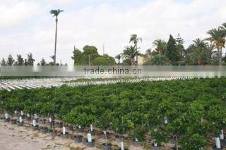 Algoros Viveros Sl company overview - view 1