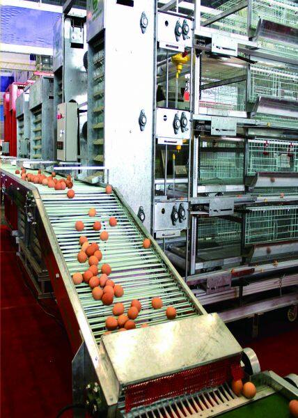 He'nan Zhongzhou Animal Husbandry Breeding Equipment Co., LTD company overview - view 4