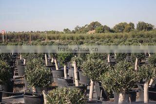 Finca Hermosa S.l. company overview - view 2