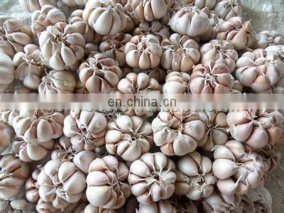 Electric Garlic Peeler/garlic peeling machine/hot selling Industrial Garlic Peele