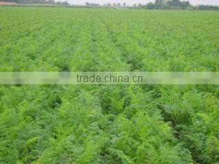 Shouguang Bilong Vegetable Fruit Co., Ltd. company overview - view 2