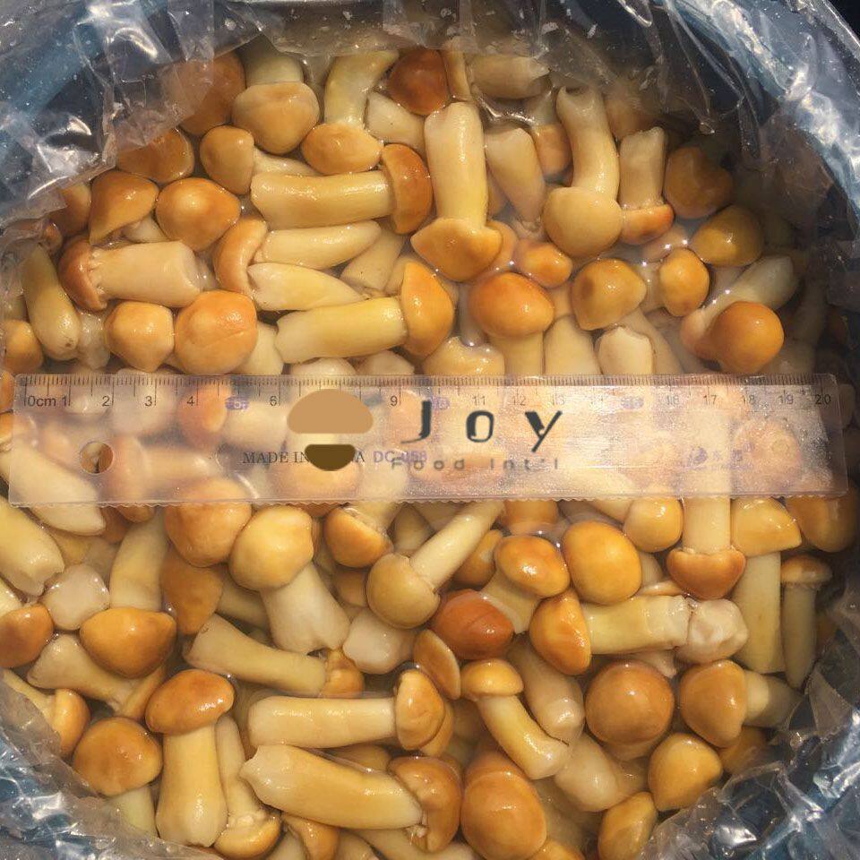 Stropharia mushroom in brine