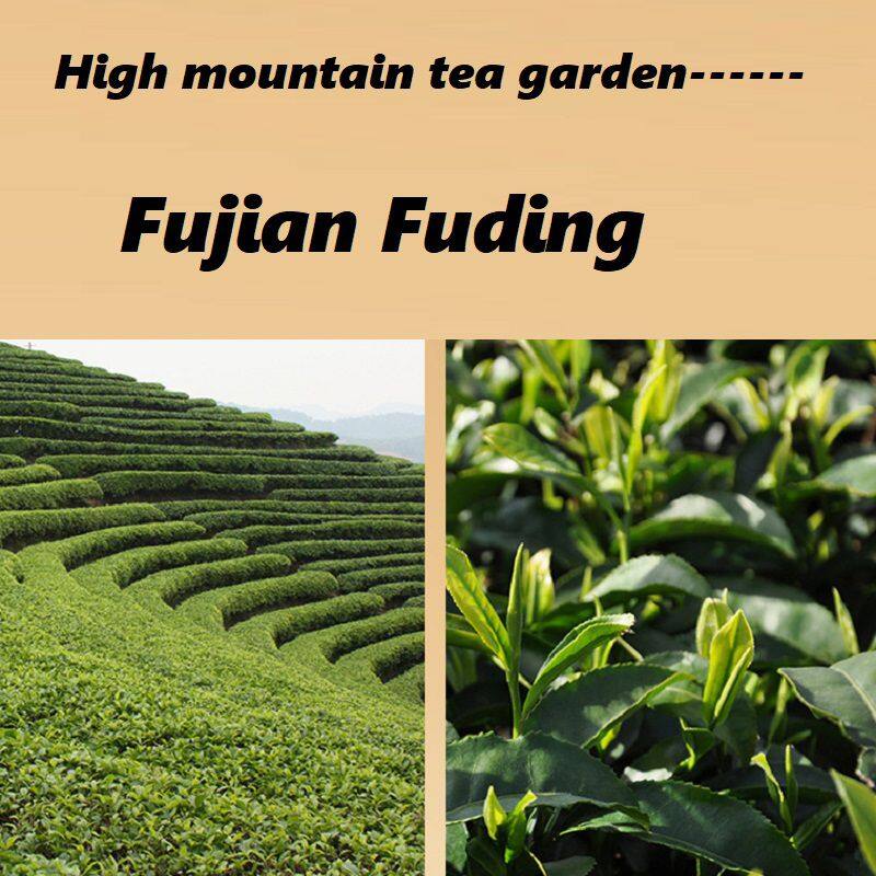 高山茶园2.jpg