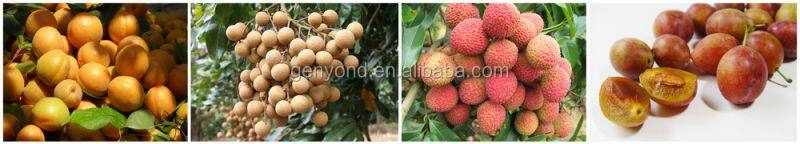 Jujube Sorting Machine Date Grading Machine