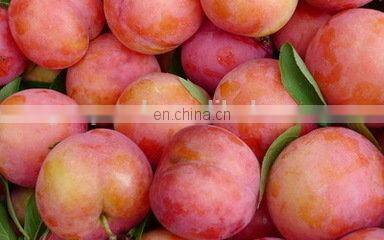 kumquat/orange/lemon fruit washing waxing drying sorting machine, fruit farm equiment orange