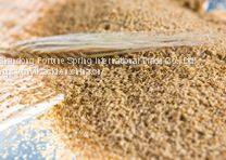 60%玉米芯型氯化胆碱粉剂