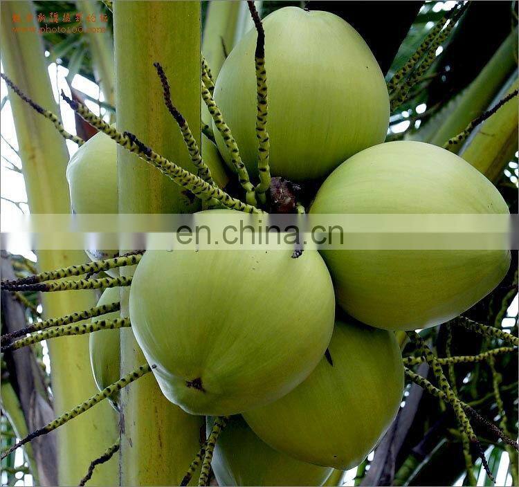 Factory Shanghai Genyond Coconut Milk extraction equipment making machine Production Line Processing plant