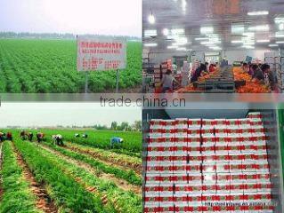 Shouguang Peiling Vegetable & Food Co., Ltd. company overview - view 2