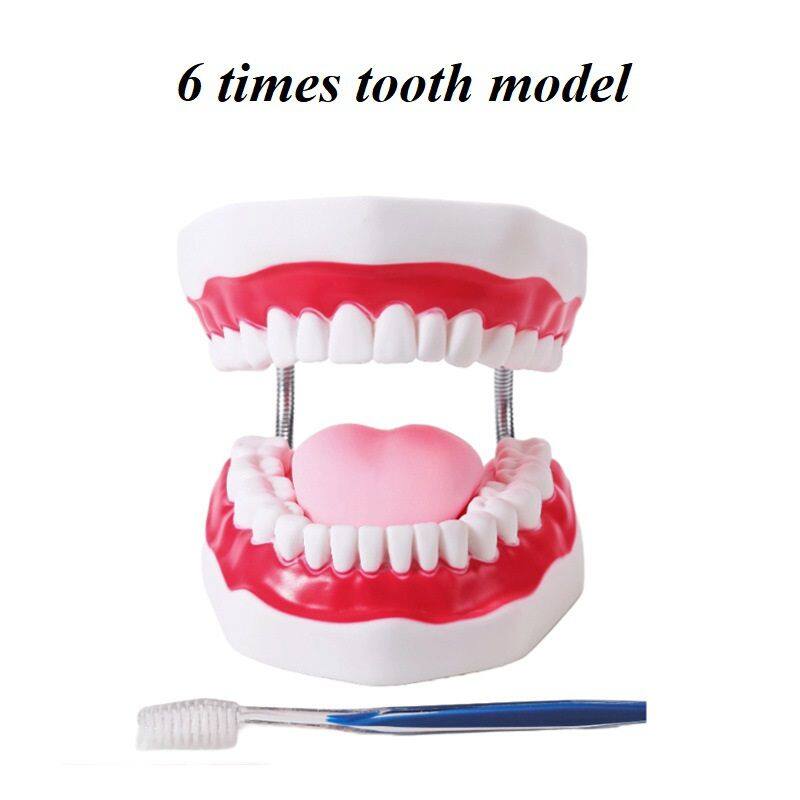 6倍牙齿模型58元.jpg