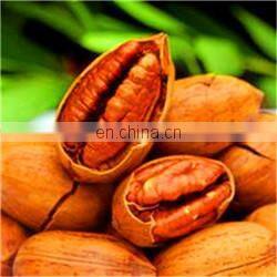 full automatic argania spinosa/argan oil/fat/grease extractor/extracting machines