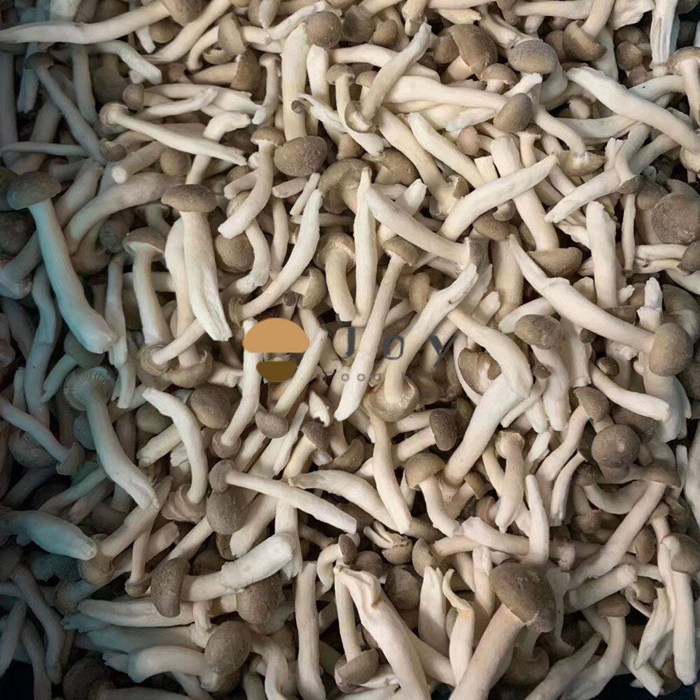Iqf frozen shimeji mushroom