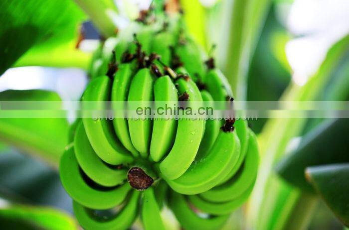 Green banana peeling machine automatic banana peeling machine