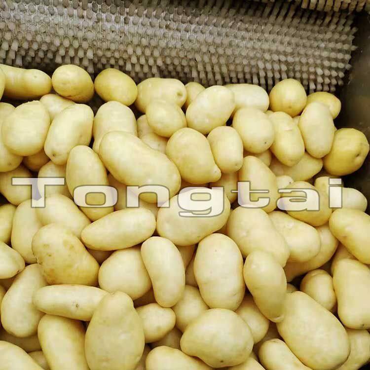 土豆清洗脱皮机2.jpg