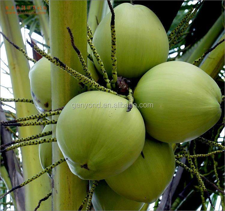 Fresh Coconut Water Extracting Machine / Coconut Juice Processing Machine