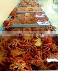 Exportadora Global Seafood Chile S.a. company overview - view 1