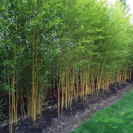 how to use bamboo as a fence (4)