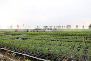 Superior Chinese Bonsai Nursery Co., Ltd. Foshan company overview - view 1