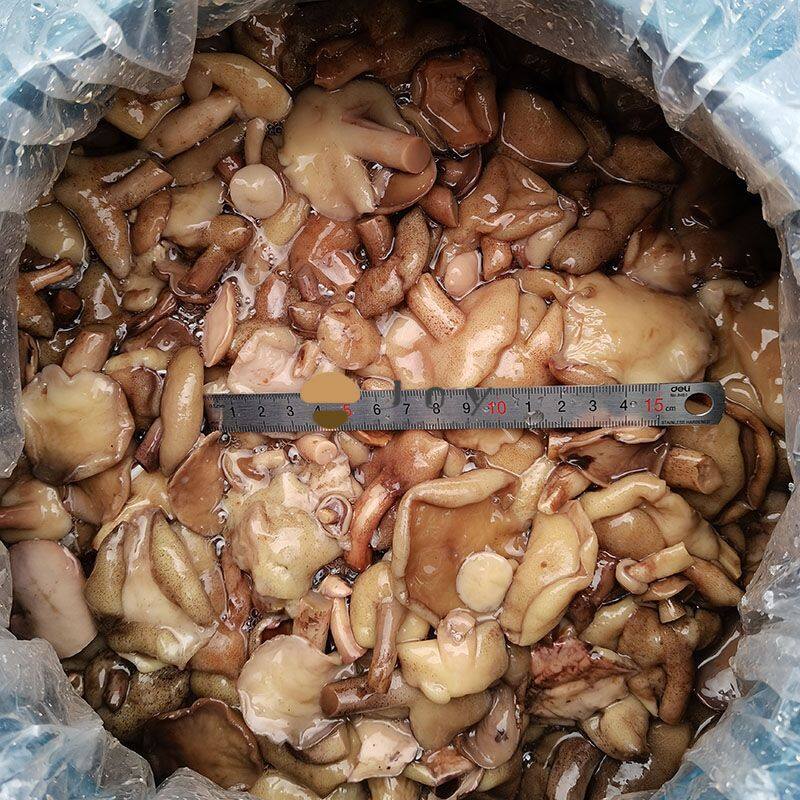 Suillus granulatus in brine