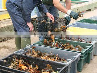 I. Fish Company Limited company overview - view 3