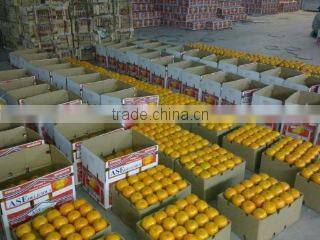 Al Shareed Enterprises company overview - view 3