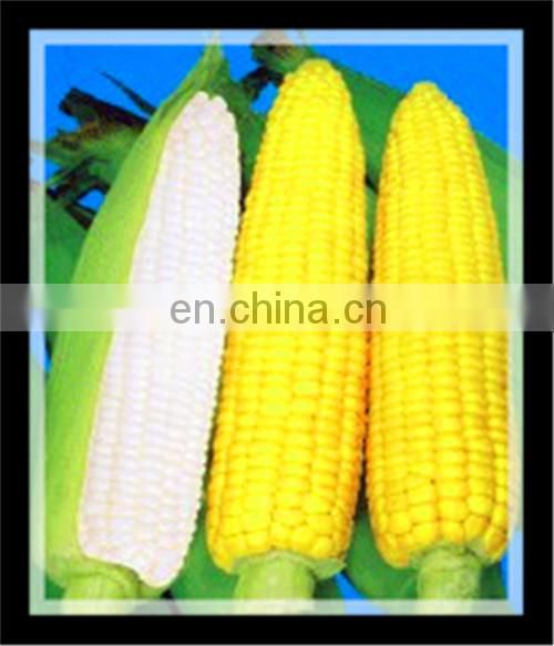 automatic Canned sweet corn industry process/produce line